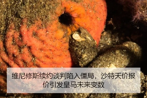 wei-ni-xiu-si-xu-yue-tan-pan-xian-ru-jiang-ju-sha-te-tian-jia-bao-jia-yin-fa-huang-ma-wei-lai-bian-shu-2-948.jpg
