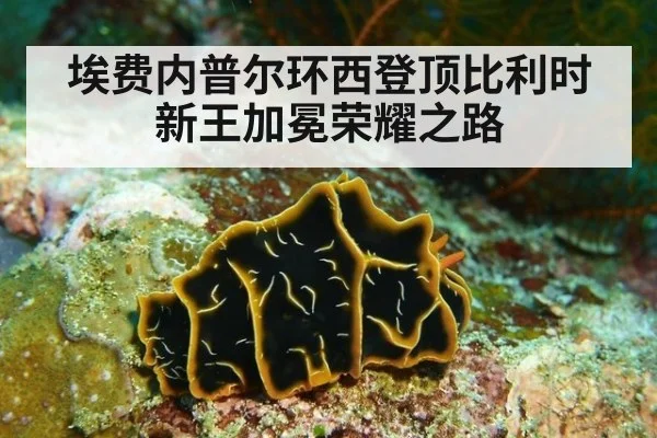 埃费内普尔环西登顶比利时新王加冕荣耀之路