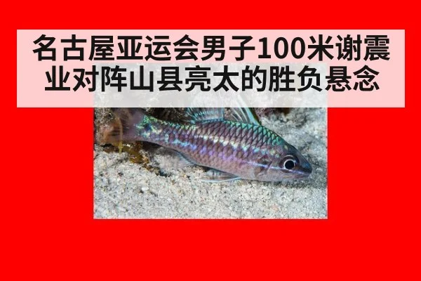 名古屋亚运会男子100米谢震业对阵山县亮太的胜负悬念